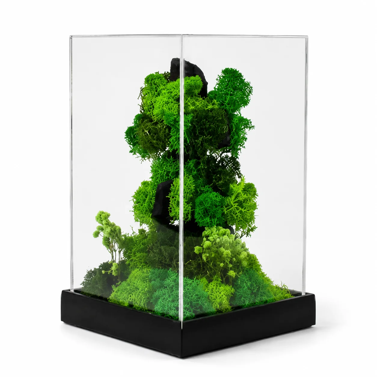 Forest Terrarium Rise square raw (FTERRA95)